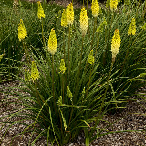 Kniphofia PYROMANIA &#39;Flashpoint&#39; PPAF CPBRAF (Red Hot Poker)