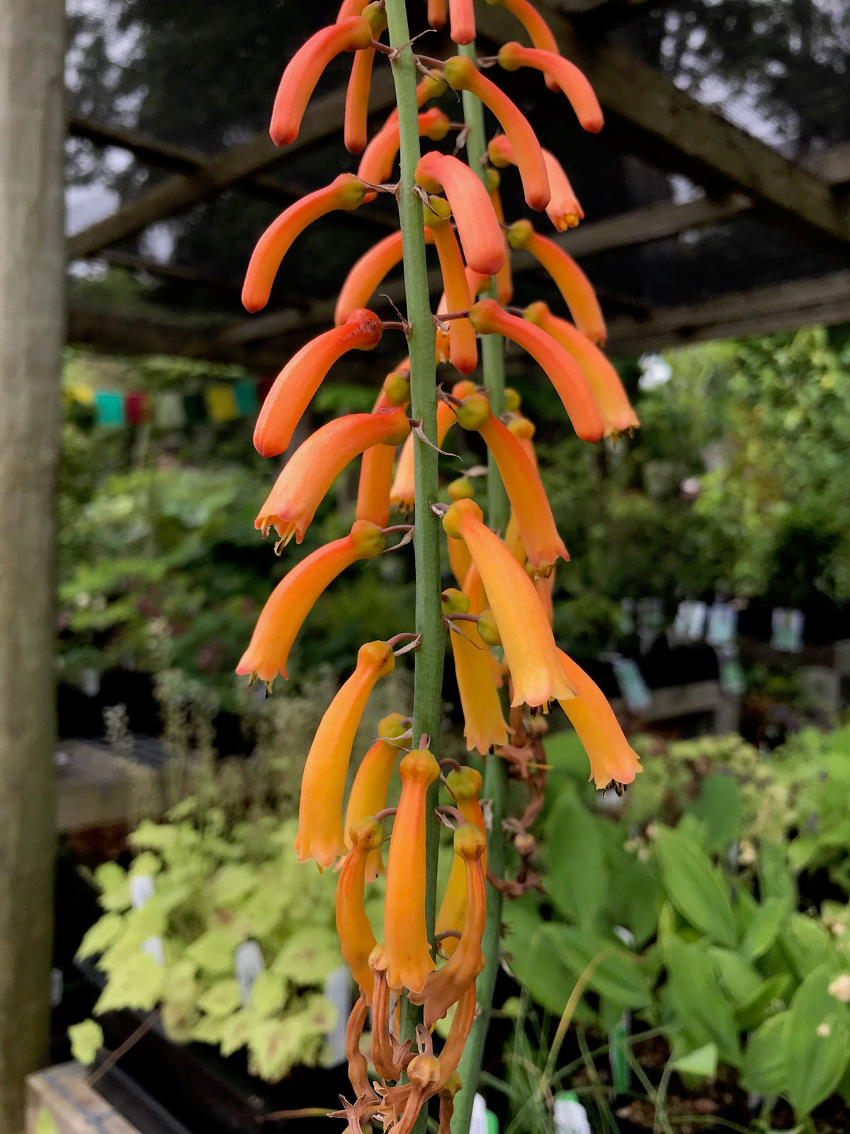 Kniphofia thomsonii (Alpine Poker)