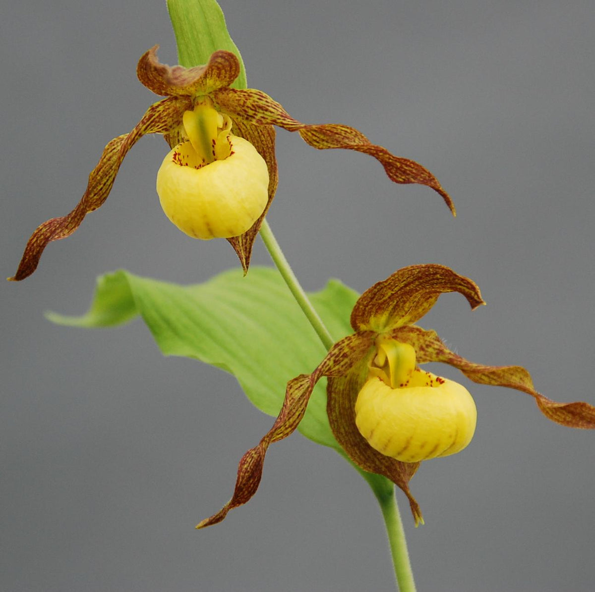 Cypripedium &#39;Kristi Lyn&#39;  (Hardy Lady Slipper Orchid)