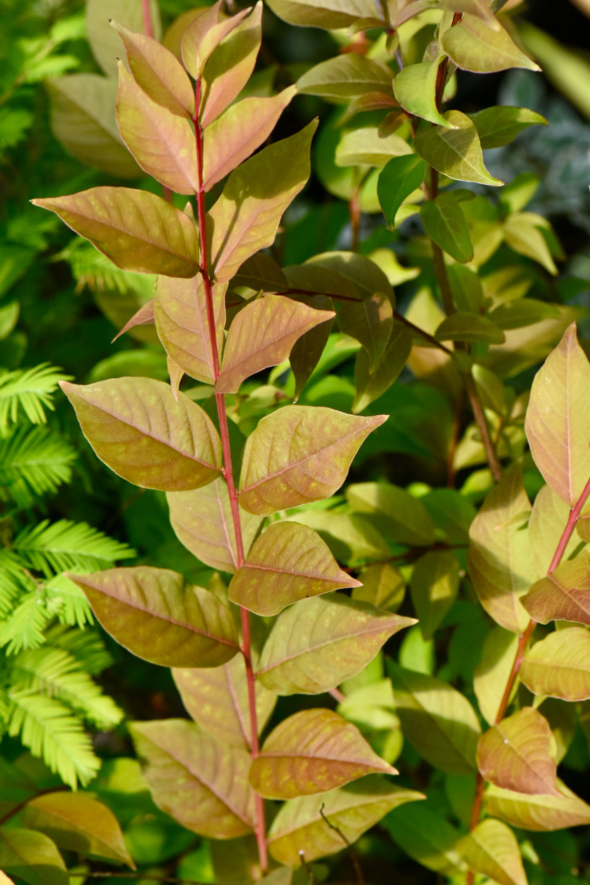 Lagerstroemia fauriei &#39;Townhouse&#39; (Crape Myrtle)