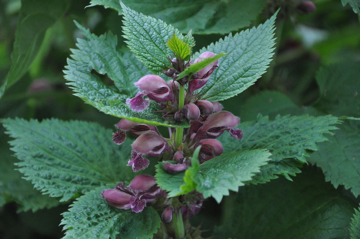 Lamium orvala (Balm-Leaved Deadnettle)