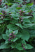 Lamium orvala (Balm-Leaved Deadnettle)