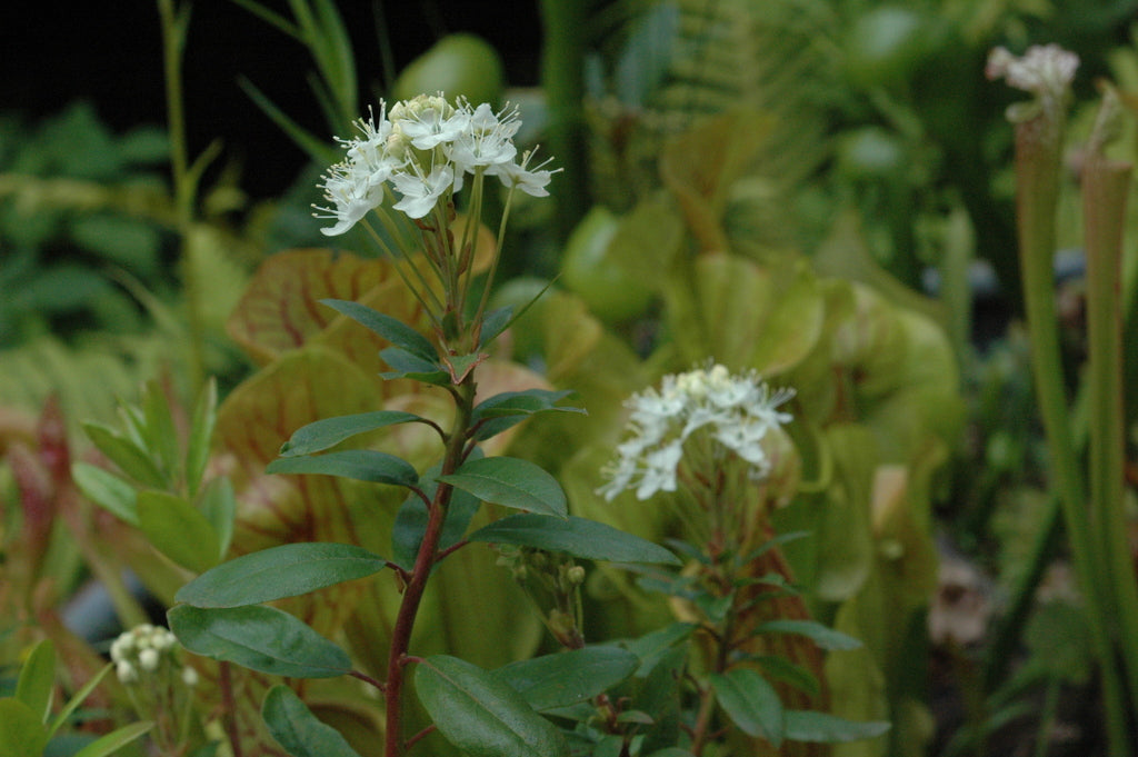 Rhododendron glandulosum (Pacific or Trapper&#39;s Tea)