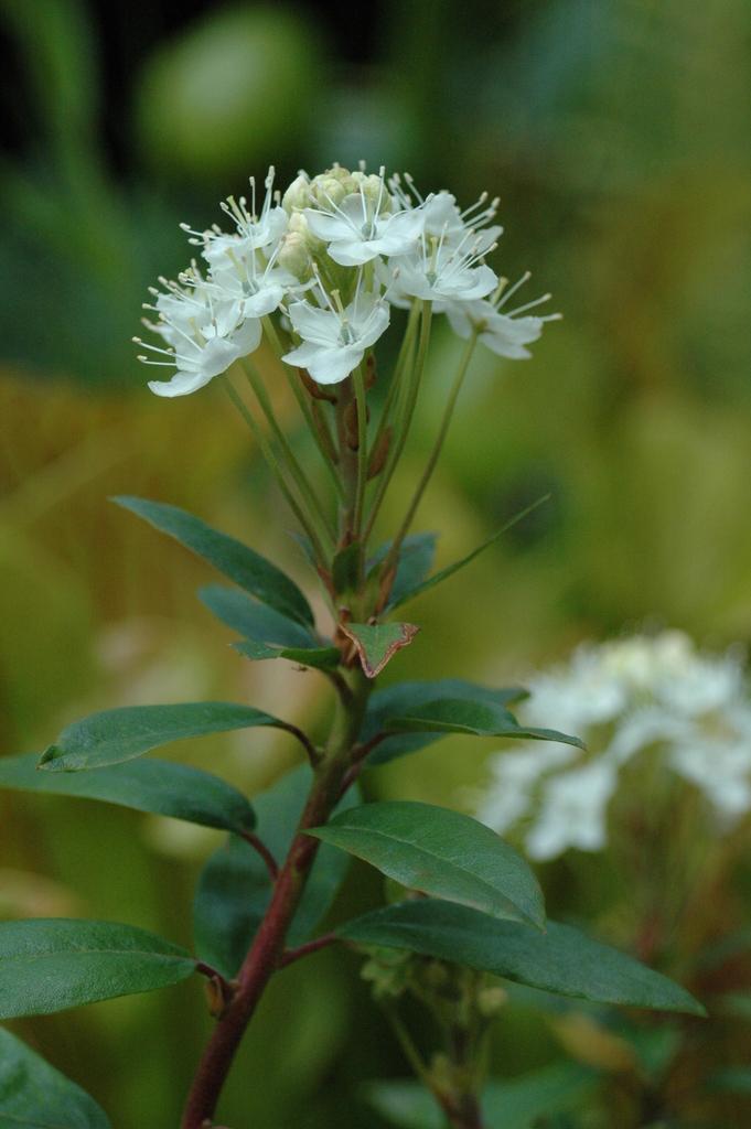 Rhododendron glandulosum (Pacific or Trapper's Tea)