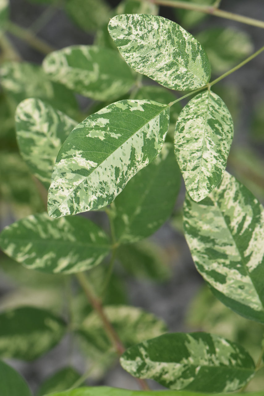 Lespedeza thunbergii 'Spilt Milk' (Spilt Milk Bush Clover)