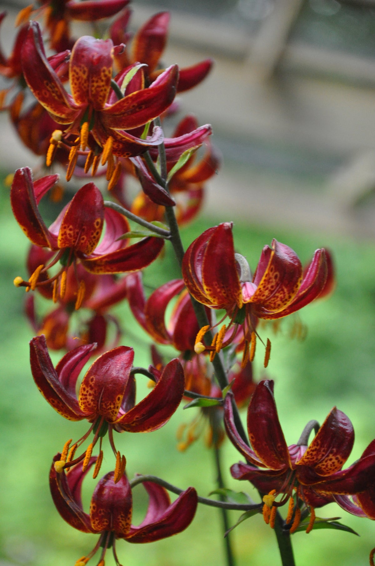 Lilium martagon 'Claude Shride'    (Turk's Cap Lily, Martagon Lily)