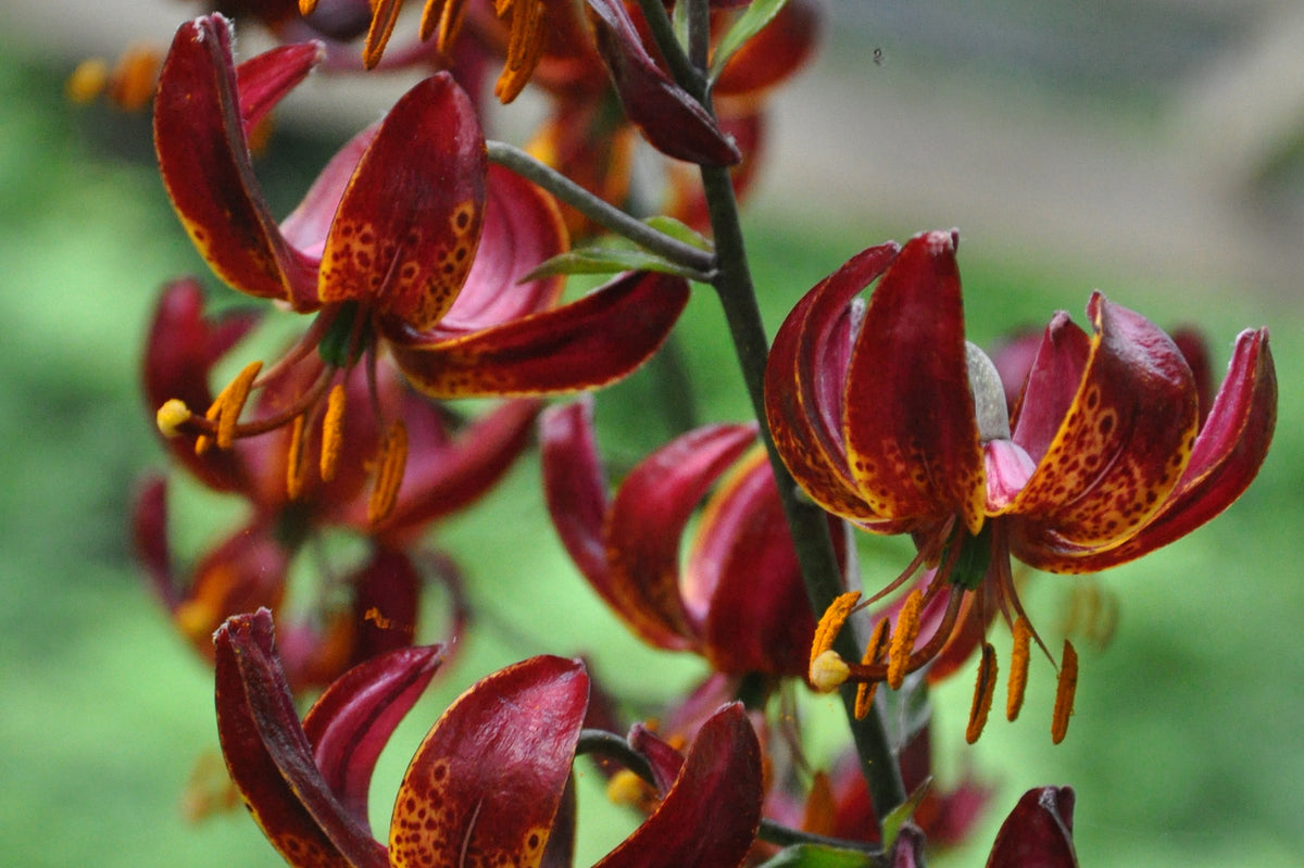 Lilium martagon 'Claude Shride'    (Turk's Cap Lily, Martagon Lily)