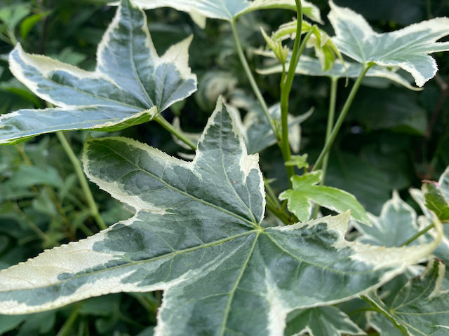 Liquidambar styraciflua &#39;Silver King&#39; (Variegated Sweet Gum)