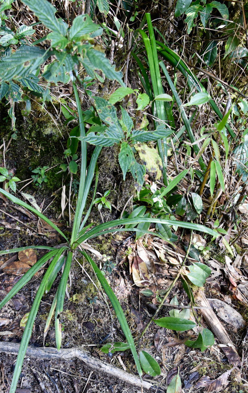 Liriope sp. ZHN17-037 (Lilyturf)