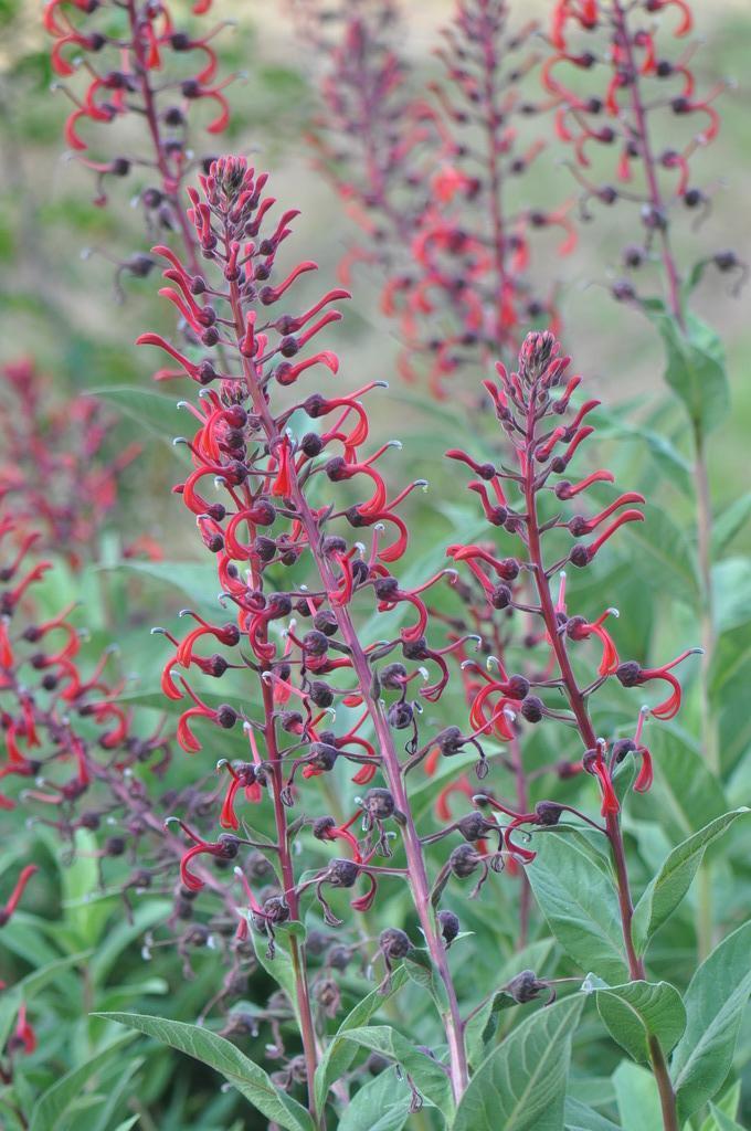 Lobelia tupa (Perennial Lobelia)