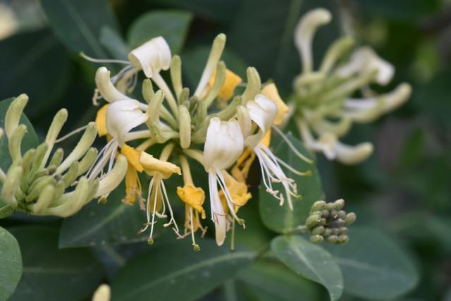 Lonicera etrusca (Mediterranean Honeysuckle)
