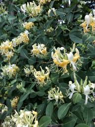Lonicera etrusca (Mediterranean Honeysuckle)