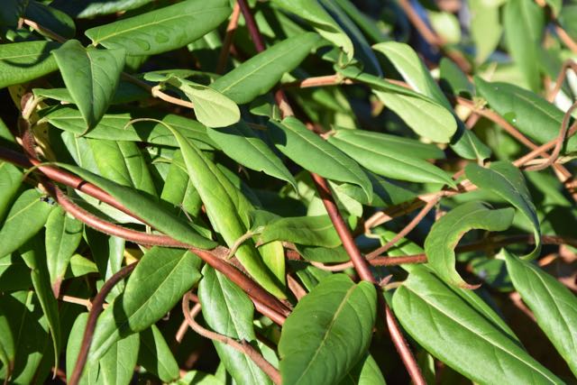 Lonicera henryi (Henry&#39;s Chocolate Honeysuckle)