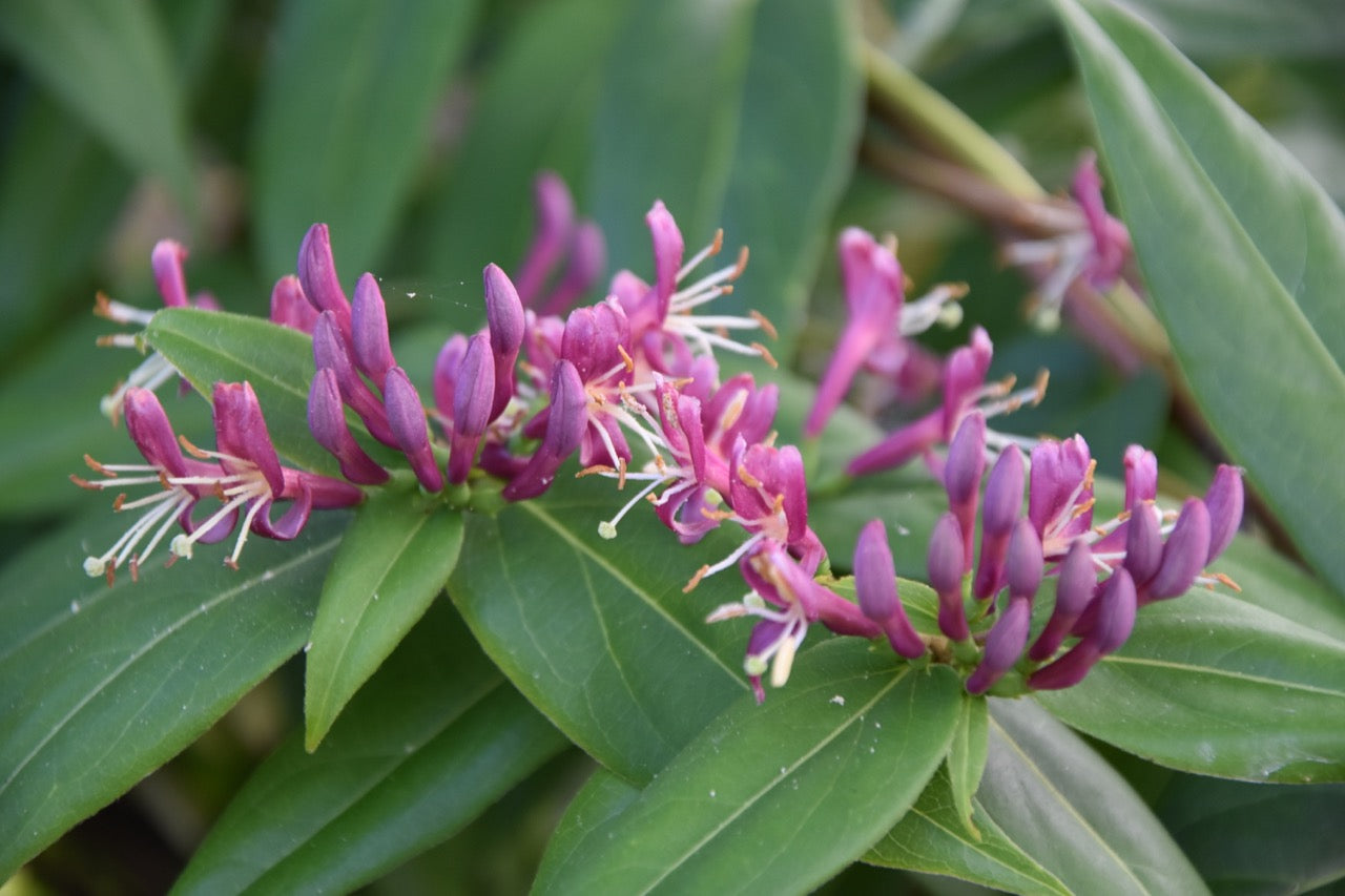 Lonicera henryi (Henry's Chocolate Honeysuckle) - Keeping It Green Nursery