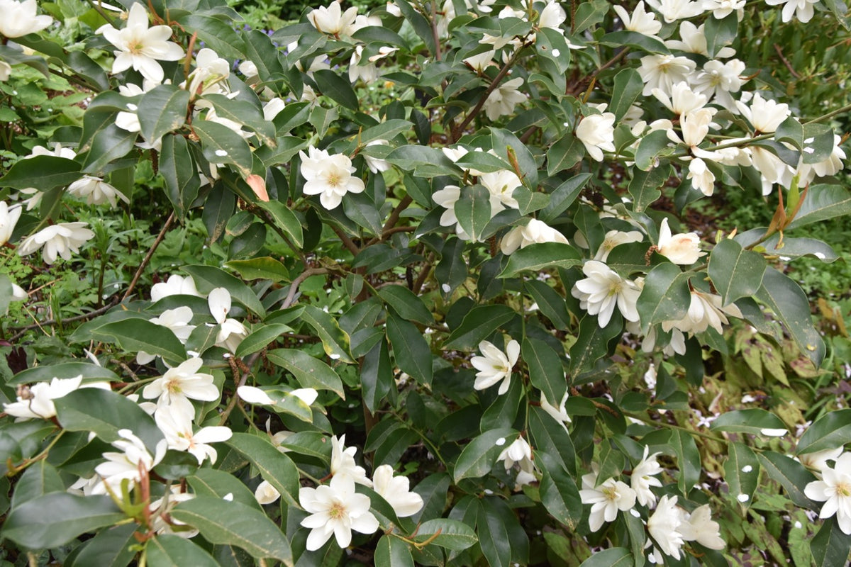 Magnolia laevifolia (Evergreen Magnolia) syn. Michelia yunnanensis