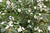 Magnolia laevifolia (Evergreen Magnolia) syn. Michelia yunnanensis