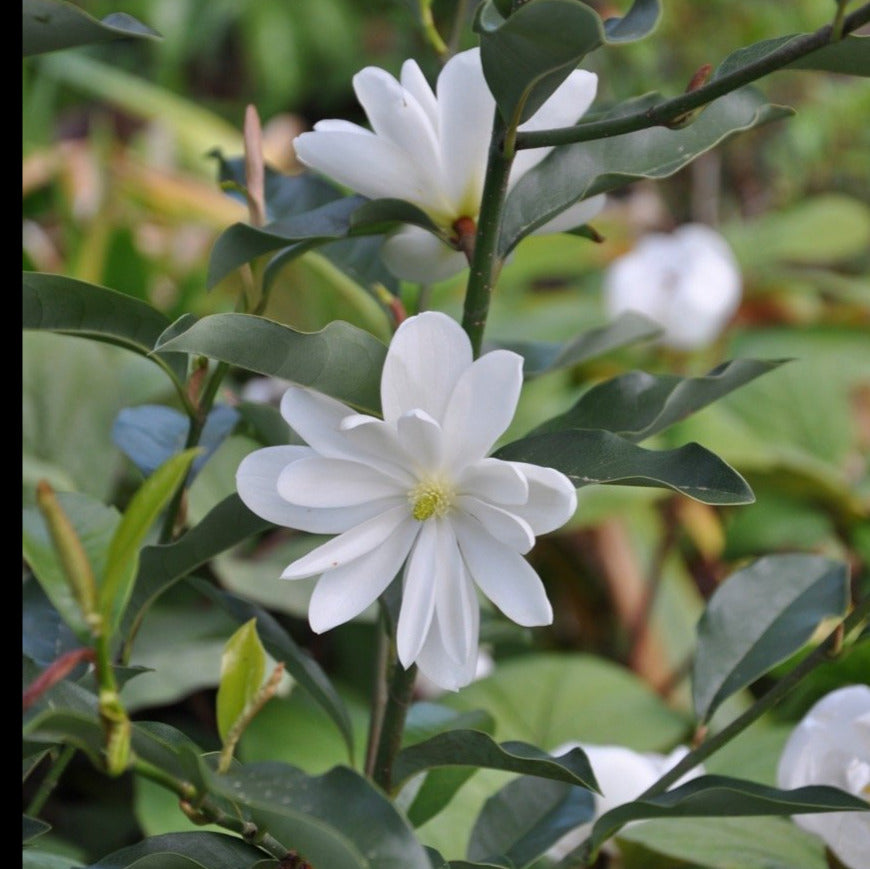 Magnolia laevifolia &#39;Inspiration&#39; (Inspiration Magnolia)