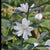 Magnolia laevifolia 'Inspiration' (Inspiration Magnolia)