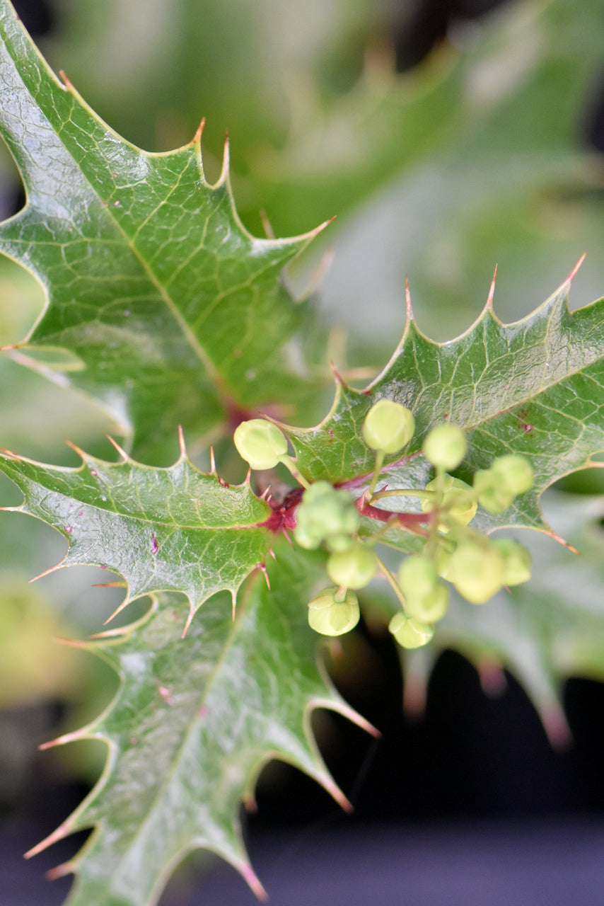 x Mahoberberis miethkeana  (Mahonia x Berberis)