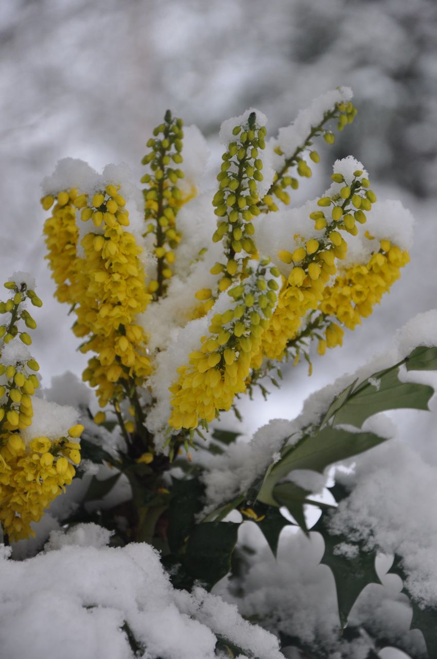 Mahonia x media 'Winter Sun' (Hybrid Oregon Grape)