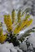 Mahonia x media 'Winter Sun' (Hybrid Oregon Grape)