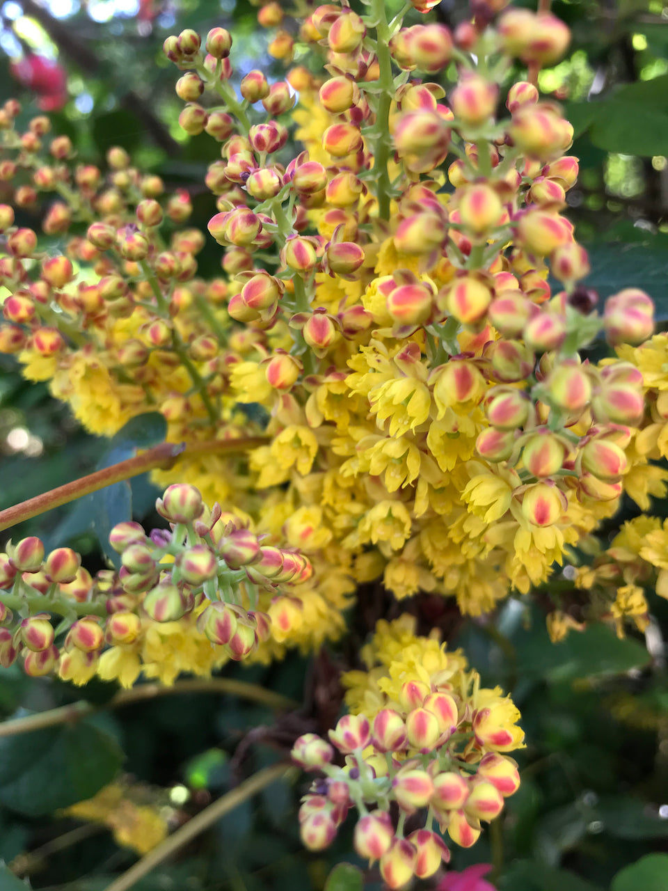 Mahonia nervosa &#39;Red Bud&#39; (Low Oregon Grape)