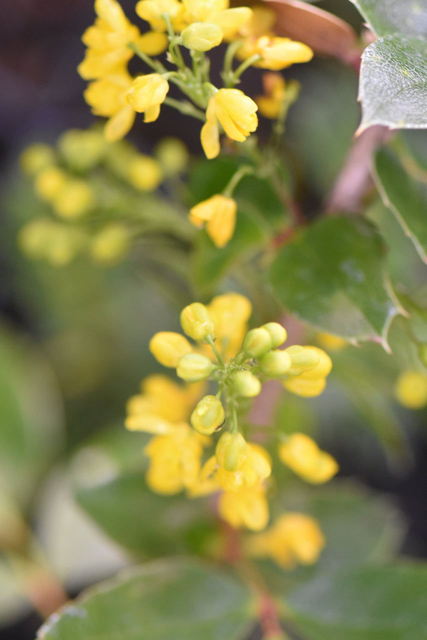 Mahonia pinnata ssp. insularis &#39;Shnilemoon&#39; (Channel Island Oregon Grape)