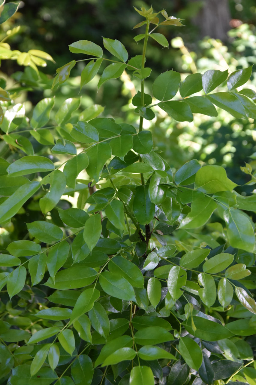 Mahonia pinnata ssp. insularis &#39;Shnilemoon&#39; (Channel Island Oregon Grape)