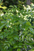Mahonia pinnata ssp. insularis 'Shnilemoon' (Channel Island Oregon Grape)