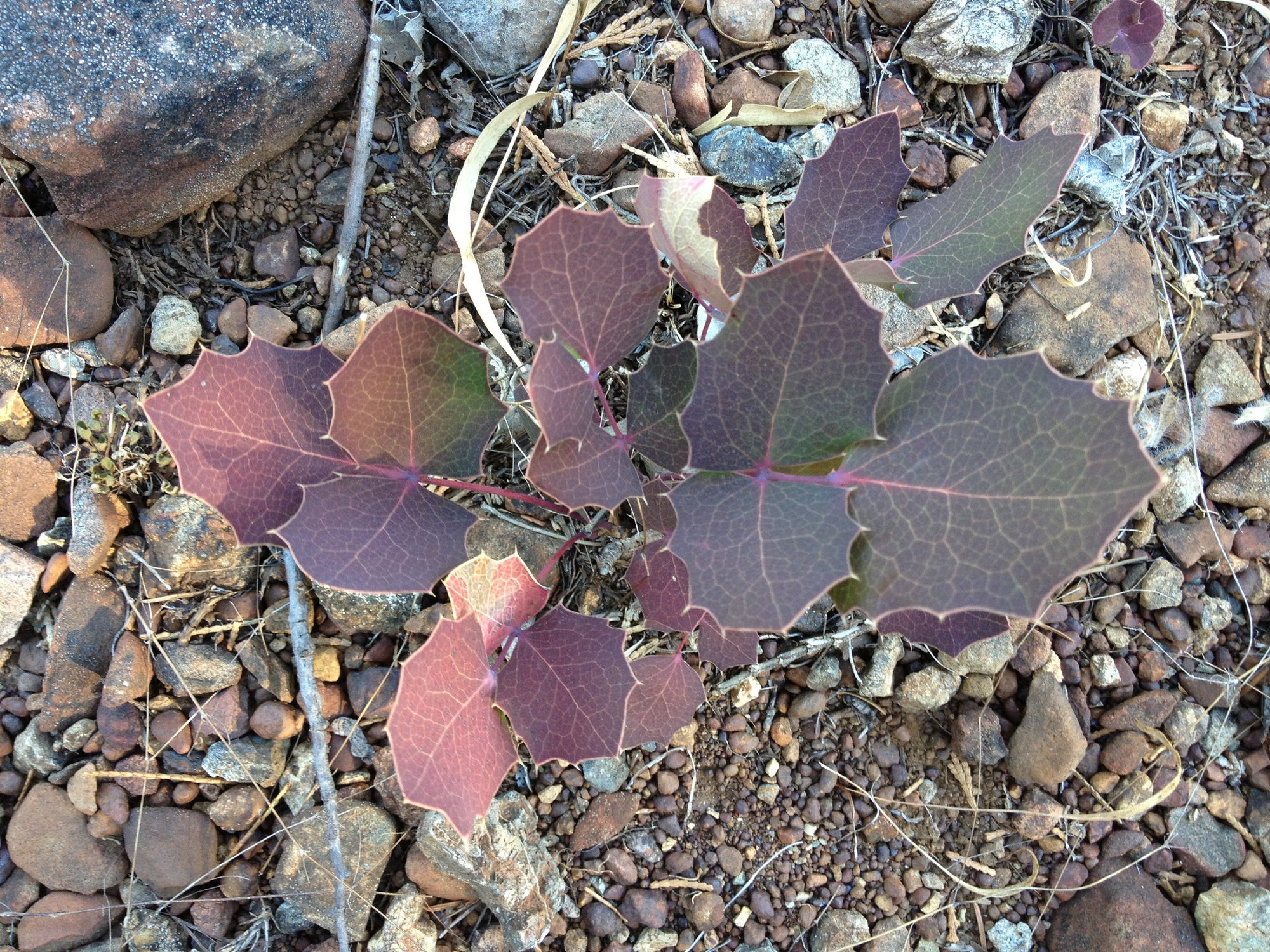 Mahonia pumila ex AHCK 103 (Dwarf Barberry)