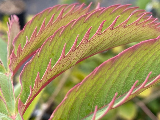 Melianthus major 'Antonow's Blue'  (Honey Bush)