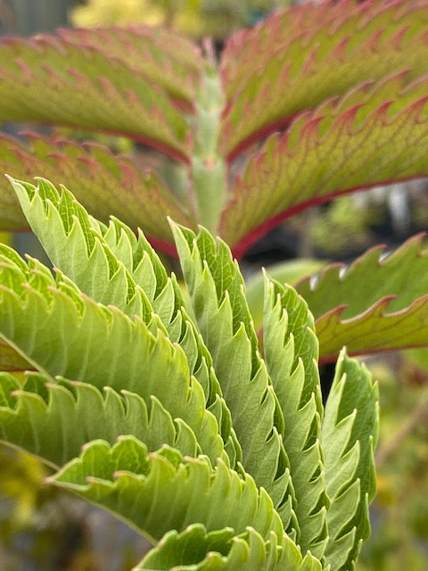 Melianthus major 'Antonow's Blue'  (Honey Bush)