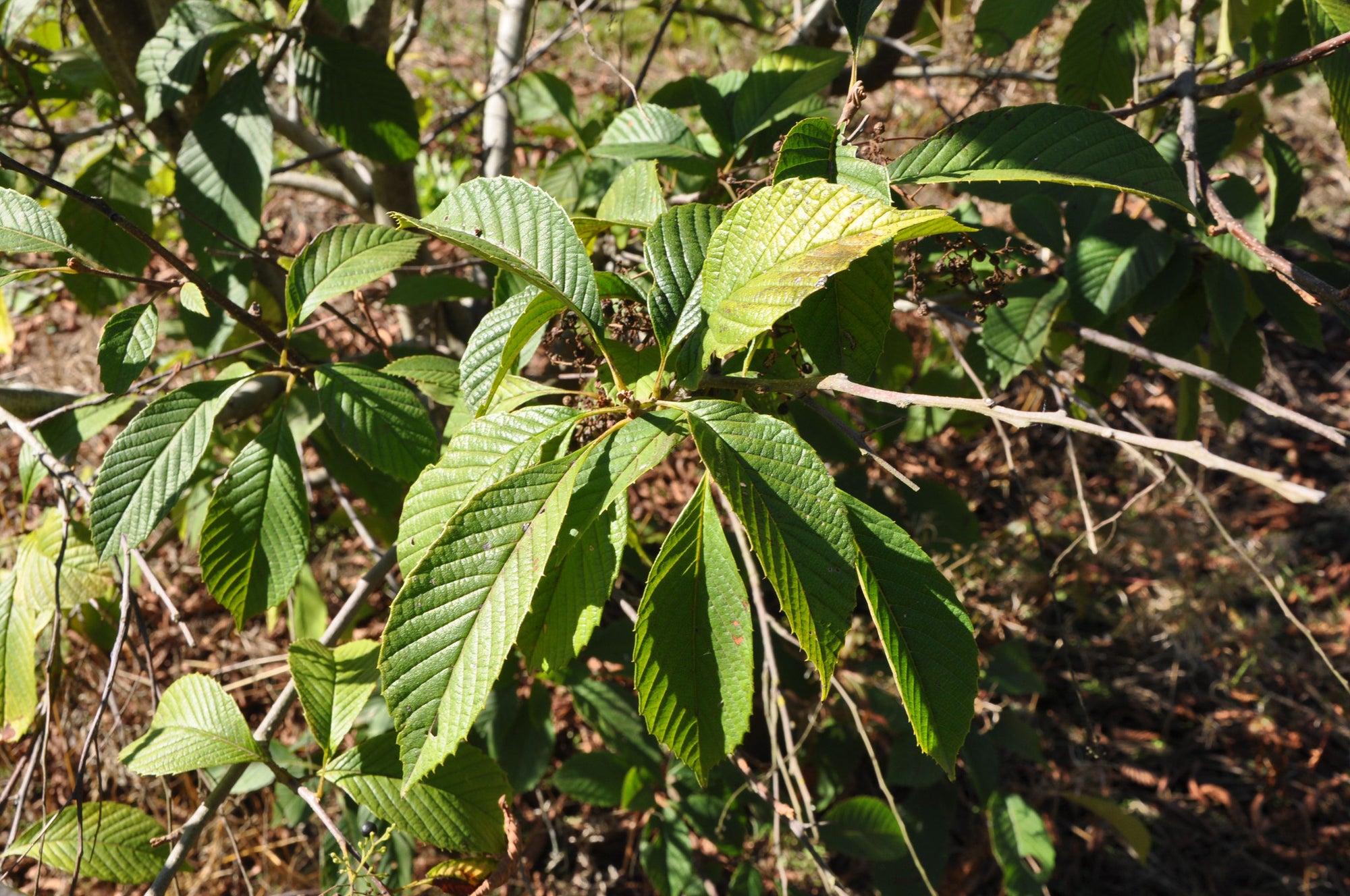 Meliosma sp. (Worm Head Tree)