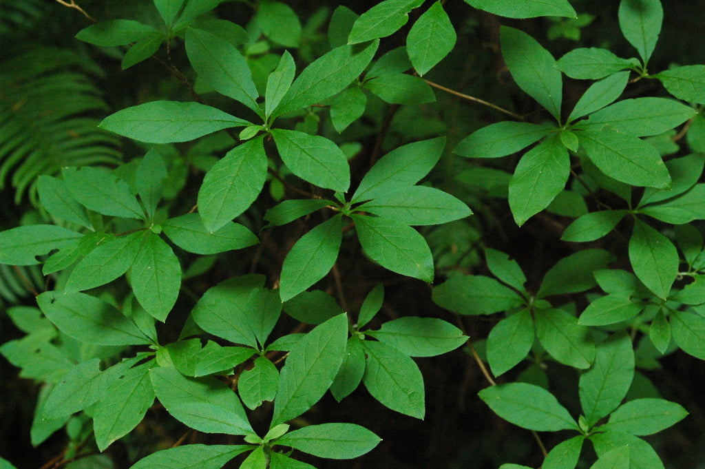 Menziesia ferruginea (Rusty Menziesia, False azalea, Fool&#39;s Huckleberry)