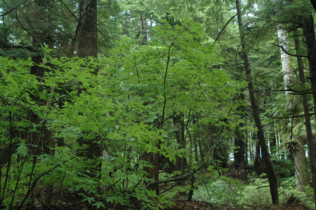 Menziesia ferruginea (Rusty Menziesia, False azalea, Fool&#39;s Huckleberry)