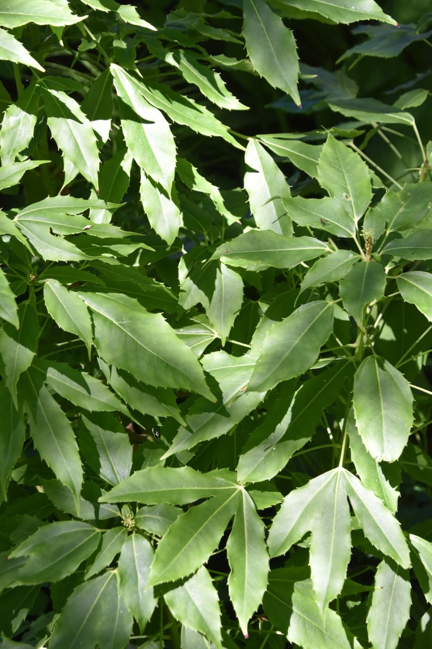 Metapanax davidii DJHC8131   False Ginseng