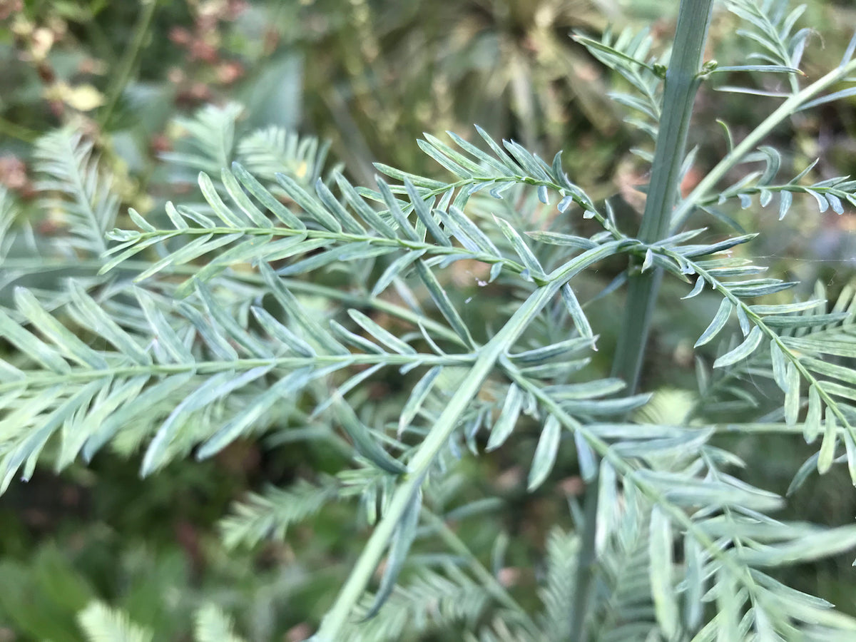 Metasequoia glyptostroboides &#39;Blue-isch&#39; (Blue-ish Dawn Redwood)