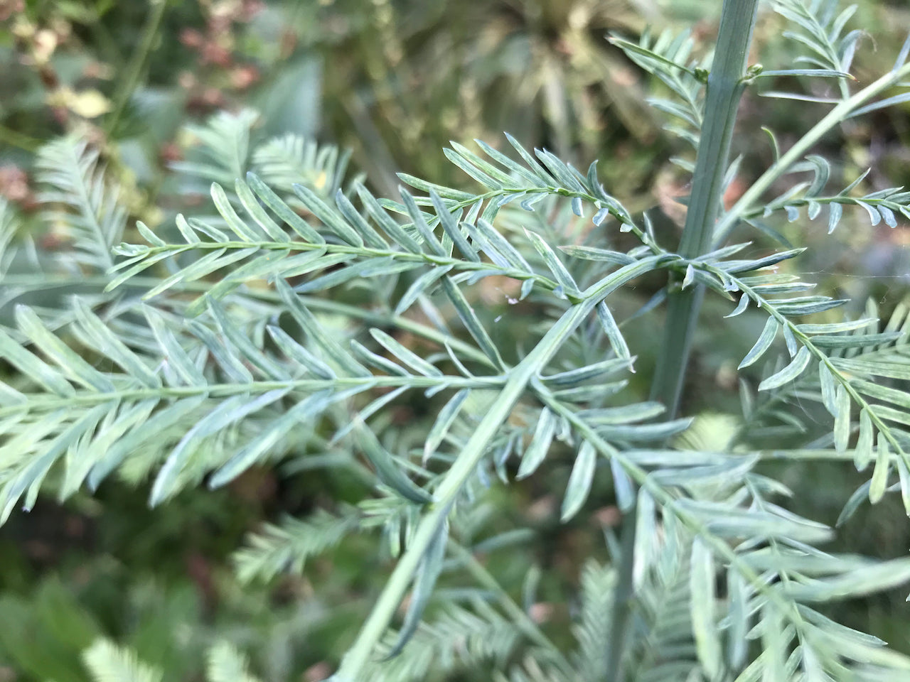 Metasequoia glyptostroboides 'Blue-isch' (Blue-ish Dawn Redwood)