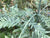 Metasequoia glyptostroboides 'Blue-isch' (Blue-ish Dawn Redwood)