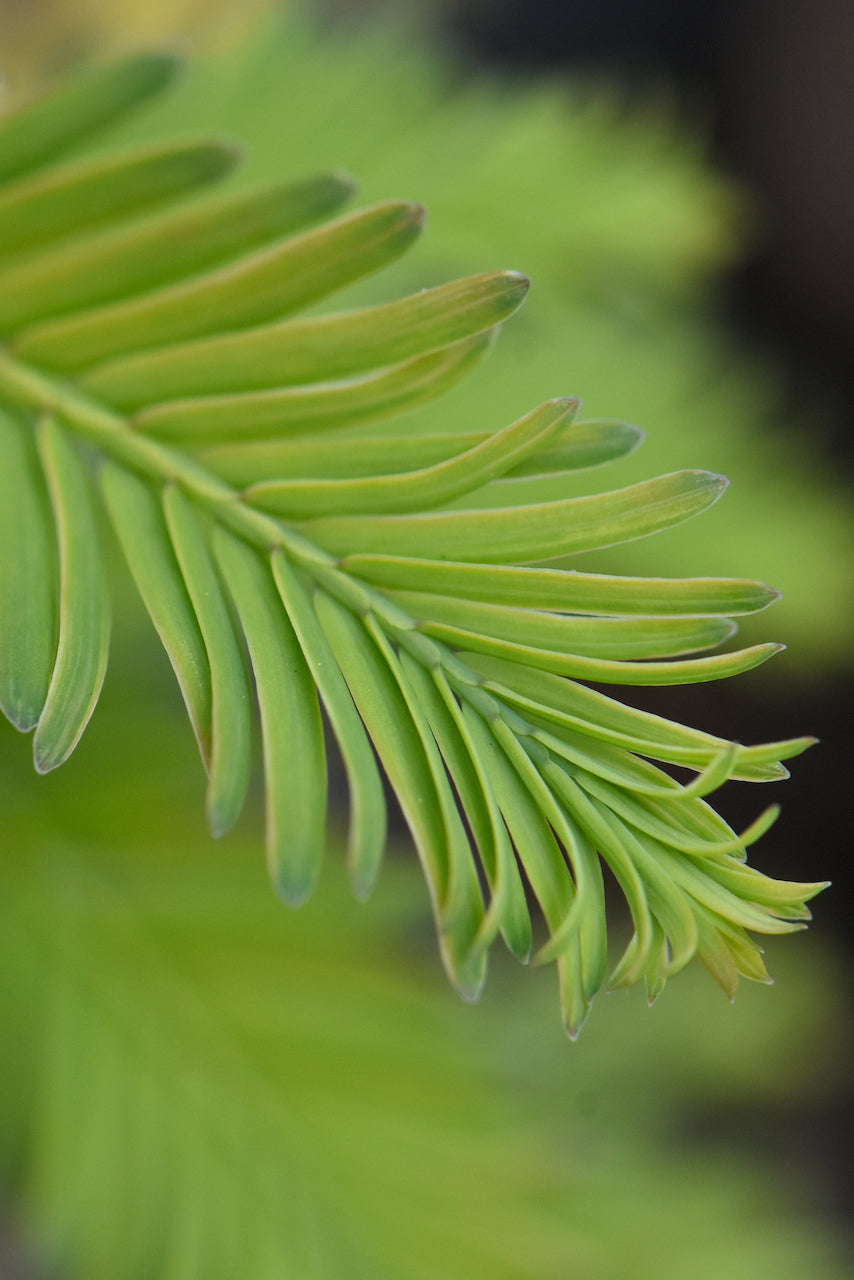 Metasequoia glyptostroboides &#39;Blue-isch&#39; (Blue-isch Dawn Redwood)