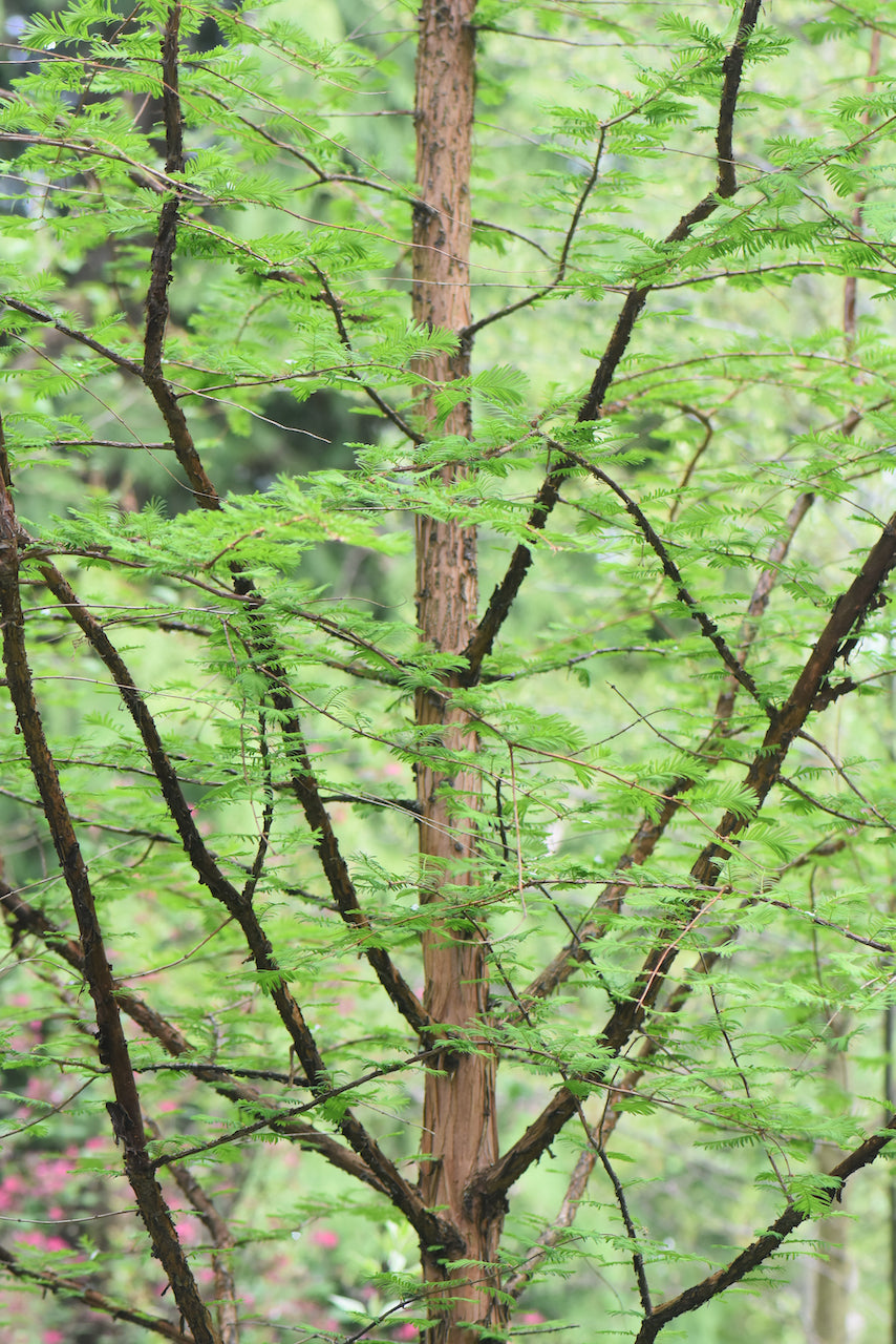 Metasequoia glyptostroboides  (Dawn Redwood)