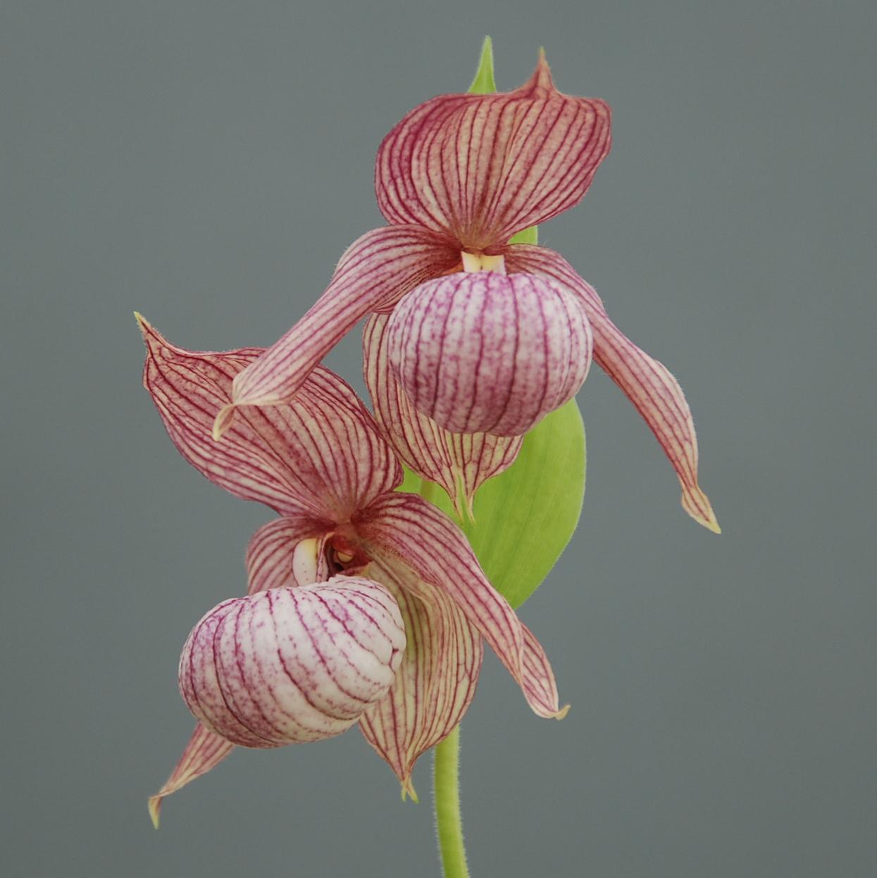 Cypripedium 'Michael' Clone (Hardy Lady Slipper Orchid)
