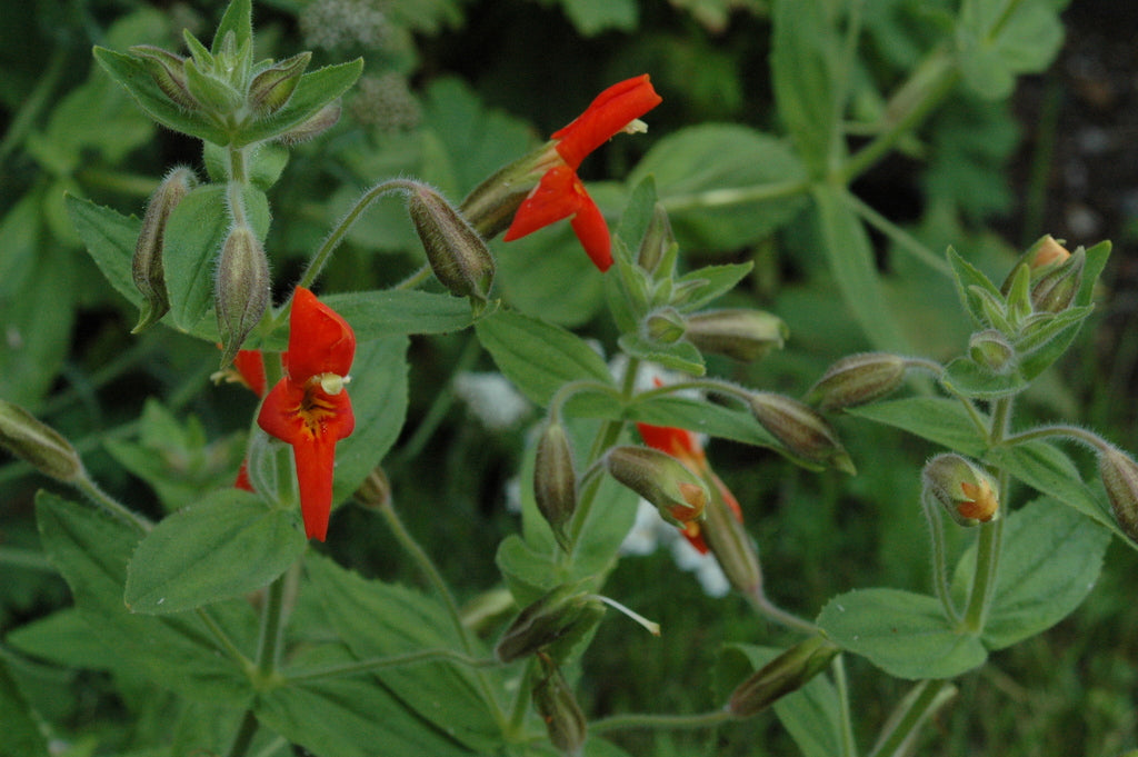 Mimulus cardinalis (Scarlet Monkey Flower)