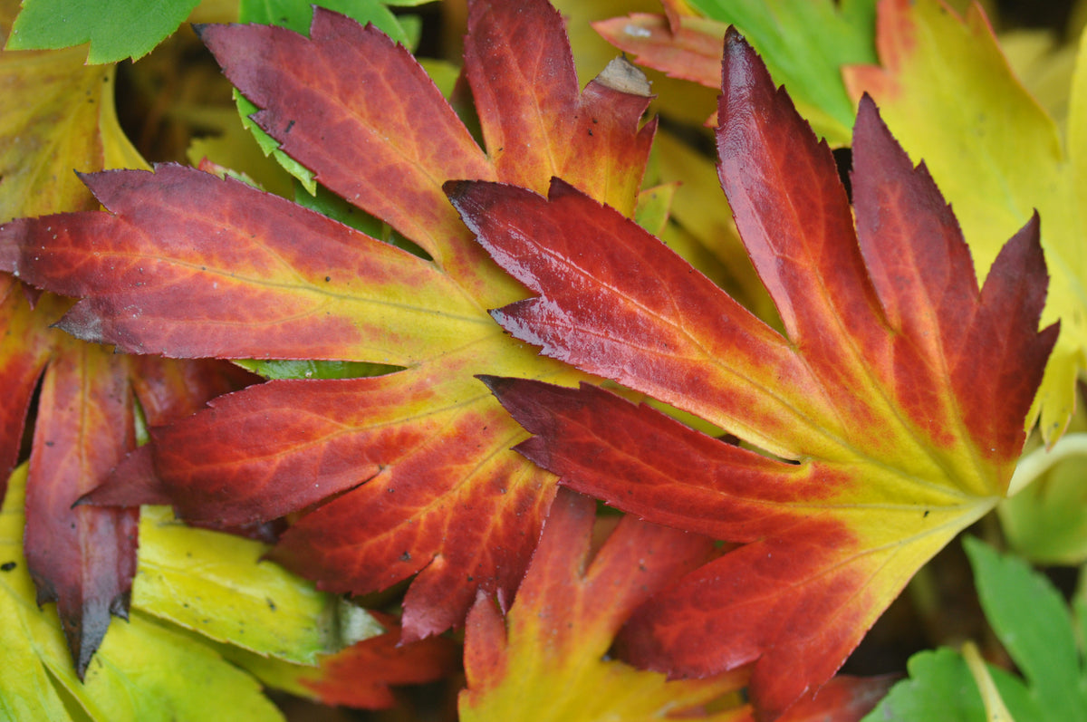 Mukdenia rossii &#39;Kurasuba&#39; (Red Leafed Mukdenia) syn. M. rossii &#39;Crimson Fans&#39;