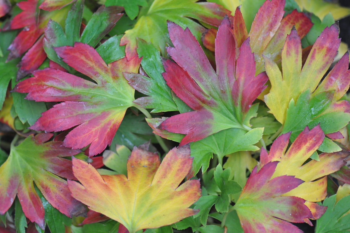Mukdenia rossii &#39;Kurasuba&#39; (Red Leafed Mukdenia) syn. M. rossii &#39;Crimson Fans&#39;