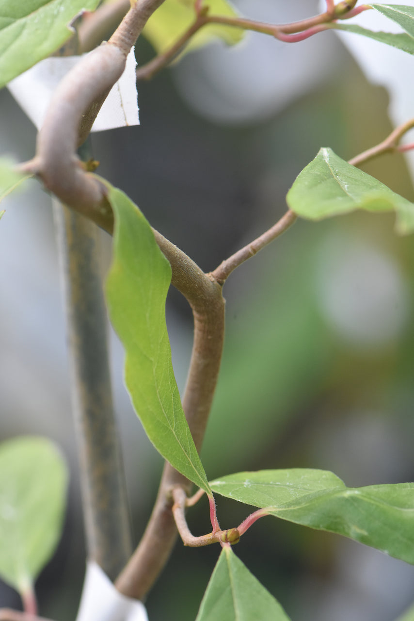 Nyssa sylvatica &#39;Zydeco Twist&#39; (Tupelo Tree)