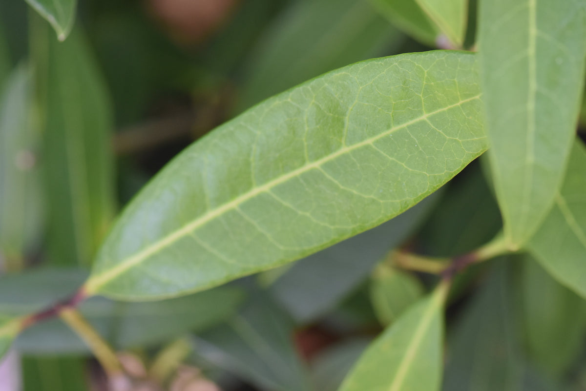 Osmanthus decorus &#39;Baki Kasapligil&#39; (Sweet Olive)