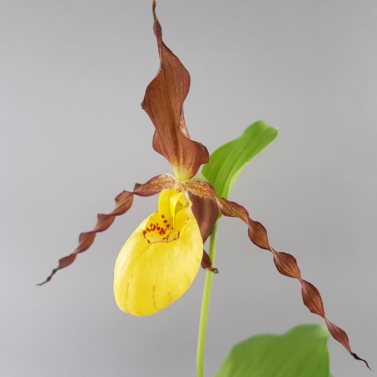 Cypripedium &#39;Otto&#39;  (Hardy Orchid)