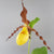 Cypripedium 'Otto'  (Hardy Orchid)