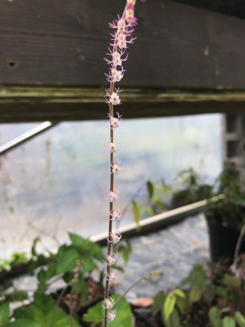 Ozomelis stauropetala  (Smallflower Miterwort) syn. Mitella stauropetala